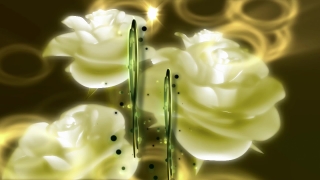 Video Clips Website, Pollen, Flower, Plant, White, Blossom
