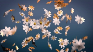 Video For Background Website, Oak, Maple, Yellow, Sky, Season