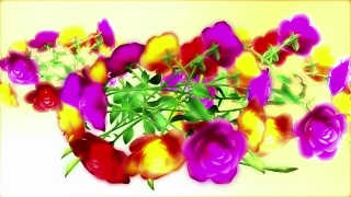 Website Background Videos, Tulip, Pink, Colorful, Lilac, Flower